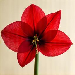Flor de Amaryllis en plena floración.